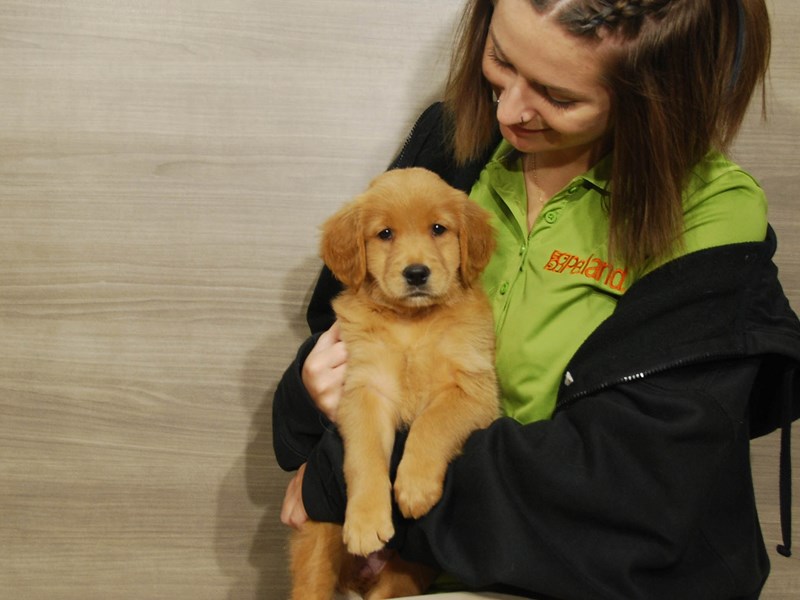 Golden Retriever Dog Female Golden 16712