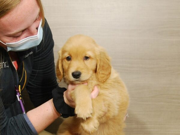 Golden Retriever DOG Male Golden 16713 Petland Iowa City, Iowa