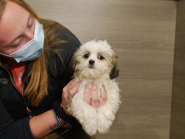 Shih Tzu/Maltese-DOG-Female-Red Black White-16708-Petland Iowa City, Iowa