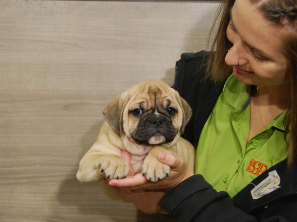 Mini Bulldog DOG Female Fawn 16719 Petland Iowa City, Iowa