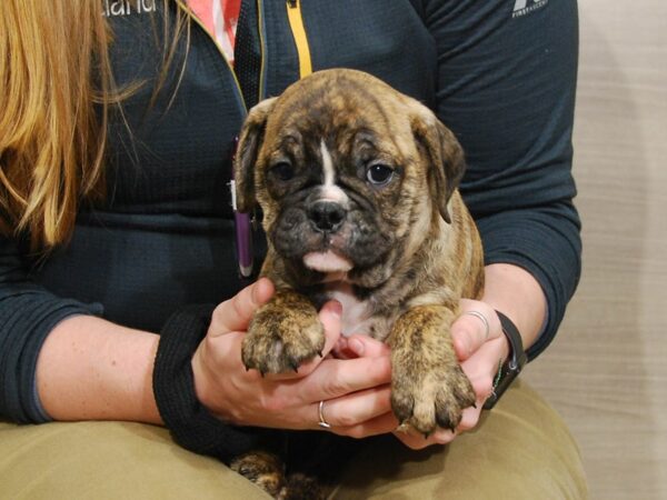 Mini Bulldog DOG Male Brindle 16717 Petland Iowa City, Iowa