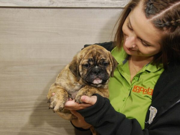 Mini Bulldog DOG Male Fawn 16718 Petland Iowa City, Iowa