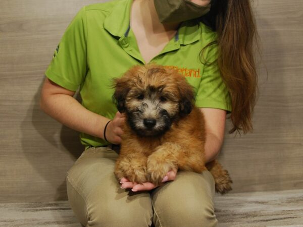 Soft Coated Wheaten Terrier-DOG-Male-Wheaten-16703-Petland Iowa City, Iowa