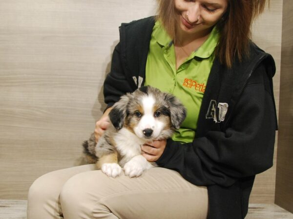 Australian Shepherd DOG Male Blue Merle 16704 Petland Iowa City, Iowa