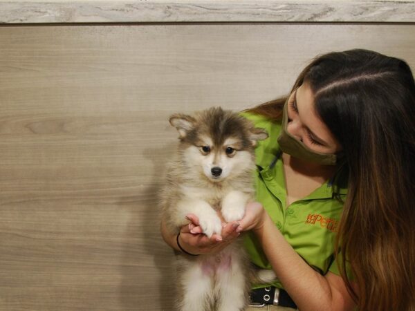 American Eskimo/Pomsky DOG Male Brown 16700 Petland Iowa City, Iowa