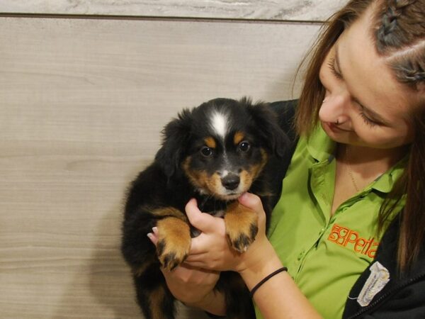 Australian Shepherd DOG Female Black Tan / White 16705 Petland Iowa City, Iowa