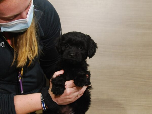 Goldendoodle Mini 2nd Gen DOG Female Black 16699 Petland Iowa City, Iowa