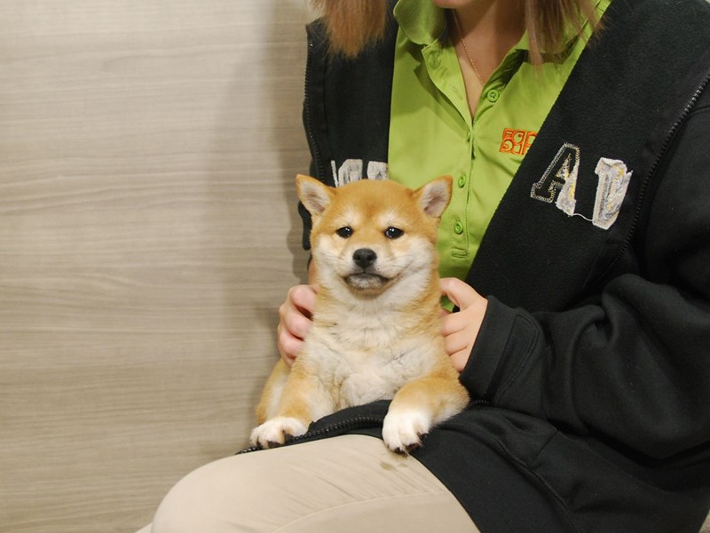 Shiba Inu Dog Female Red 16702