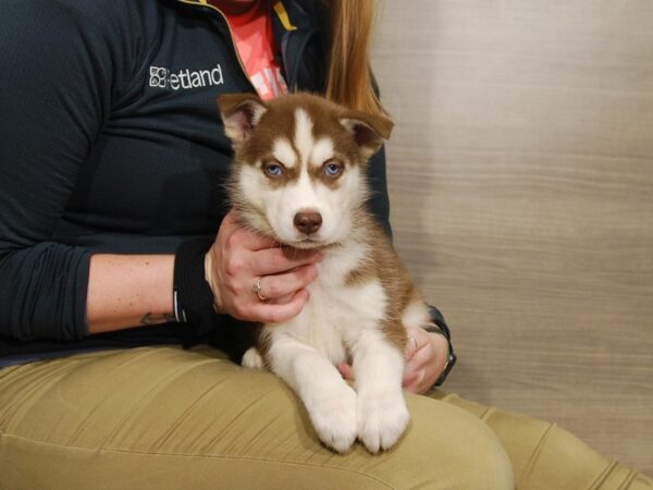 Siberian Husky DOG Male Red / White 16714 Petland Iowa City, Iowa