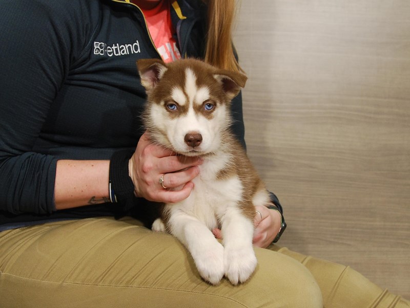 Siberian Husky Dog Male Red / White 16714
