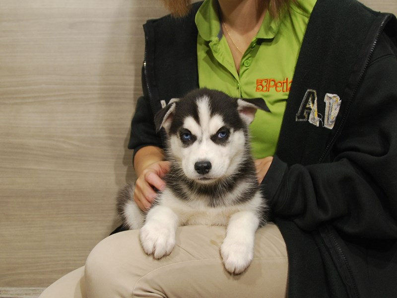 Siberian Husky Dog Male Black / White 16715