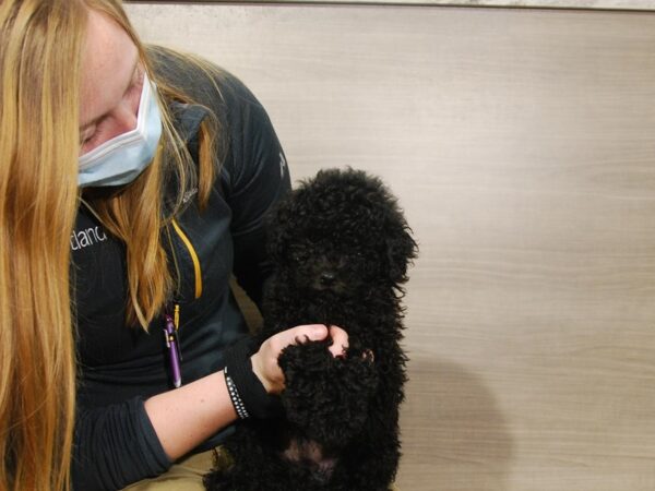 Poodle Mini DOG Male Black 16716 Petland Iowa City, Iowa