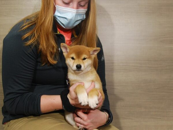 Shiba Inu DOG Female Red 16698 Petland Iowa City, Iowa