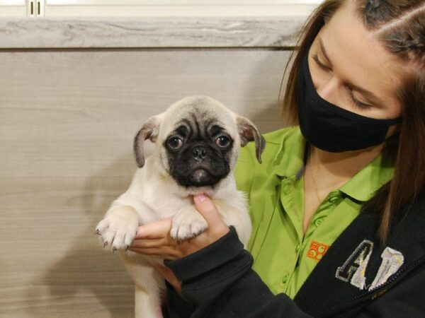 Pug-DOG-Male-Fawn-16707-Petland Iowa City, Iowa