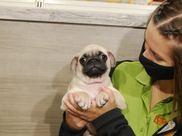 Pug DOG Female Fawn 16706 Petland Iowa City, Iowa