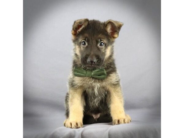 German Shepherd DOG Male Black / Tan 16722 Petland Iowa City, Iowa