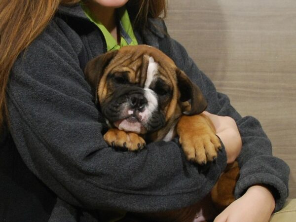 English Bulldog DOG Male Brindle & White 16697 Petland Iowa City, Iowa