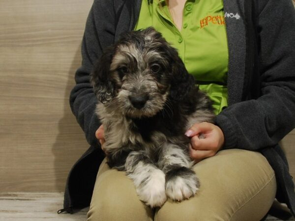 Mini Labradoodle DOG Male Blue Merle 16723 Petland Iowa City, Iowa