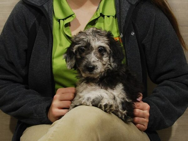 Mini Labradoodle DOG Female Blue Merle 16724 Petland Iowa City, Iowa