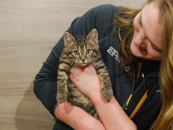 Domestic Kitten-DOG-Male-Grey Tiger-16725-Petland Iowa City, Iowa