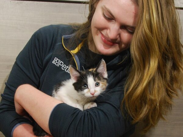 Domestic Kitten DOG Female Calico 16726 Petland Iowa City, Iowa