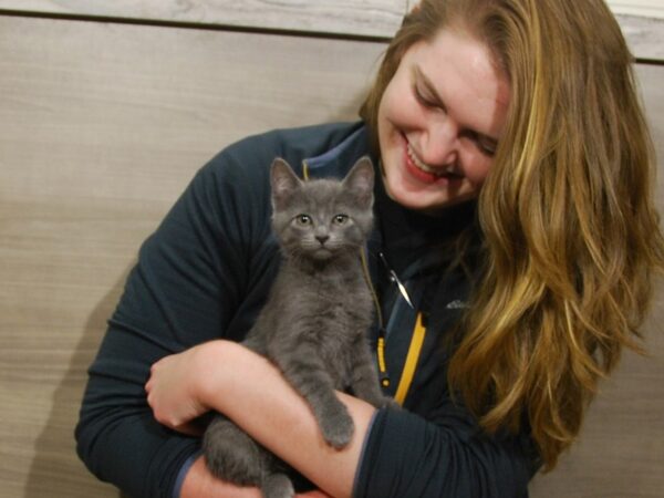 Domestic Kitten-DOG-Female-Grey-16727-Petland Iowa City, Iowa