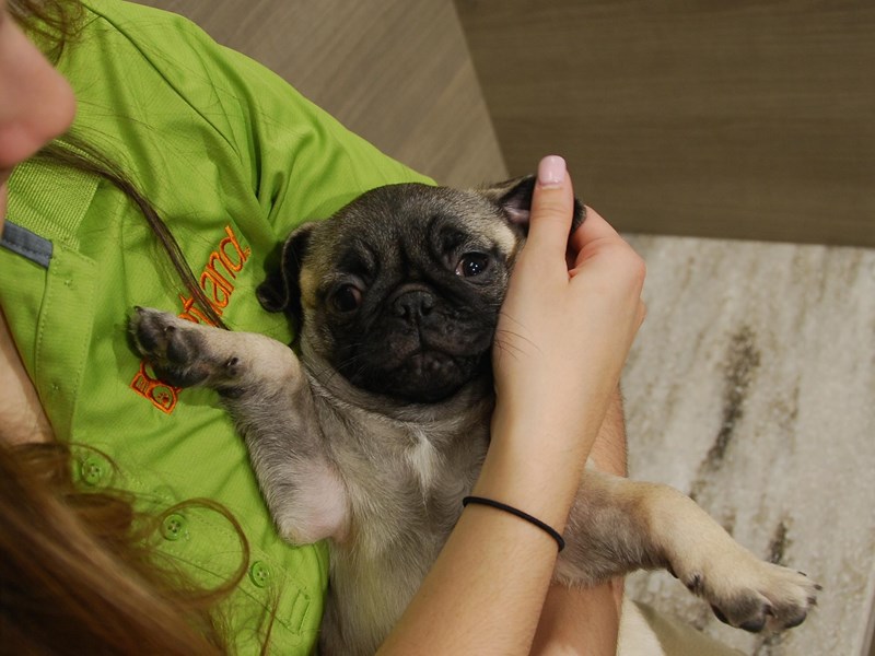 Pug Dog Female Fawn 16729