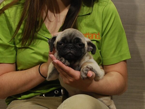 Pug DOG Female Fawn 16730 Petland Iowa City, Iowa