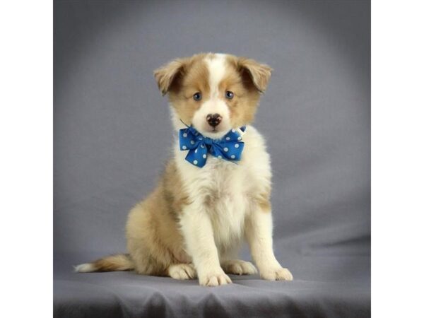 Shetland Sheepdog DOG Male Sable / White 16731 Petland Iowa City, Iowa