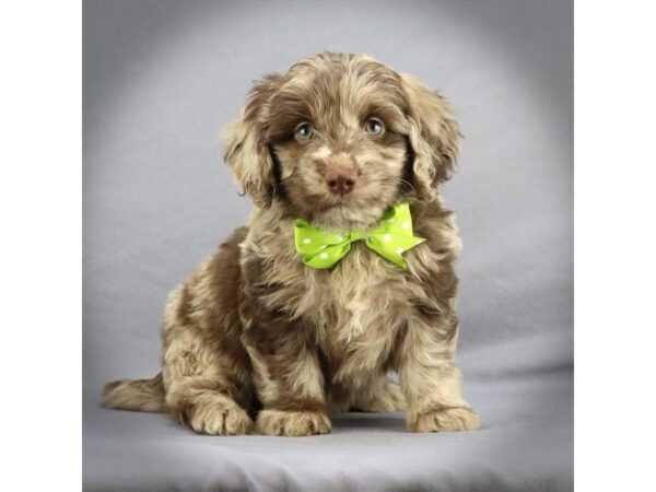 Mini Labradoodle DOG Male Chocolate Merle 16732 Petland Iowa City, Iowa