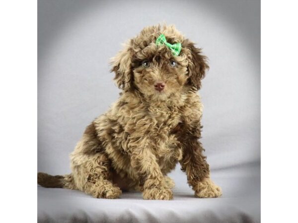 Mini Labradoodle DOG Female Chocolate Merle 16733 Petland Iowa City, Iowa