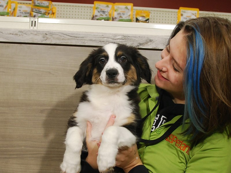 Australian Shepherd Dog Male Black / White 16648