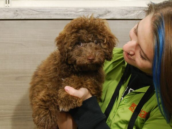 Havanese/Poodle DOG Male Chocolate 16674 Petland Iowa City, Iowa