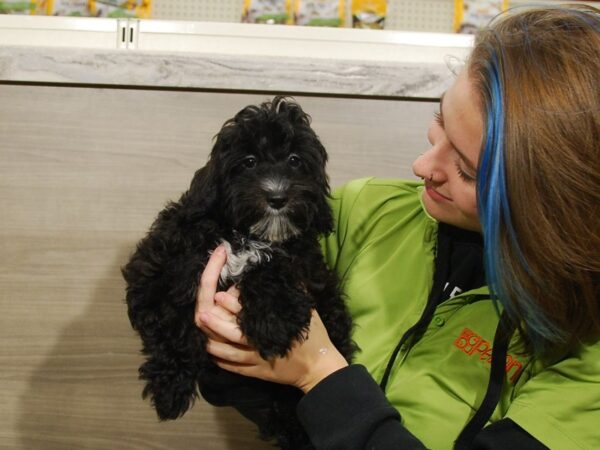 Havanese/Poodle DOG Male Black 16676 Petland Iowa City, Iowa