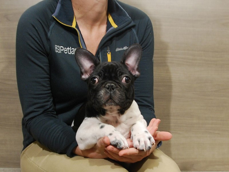 French Bulldog Dog Male Brindle 16652