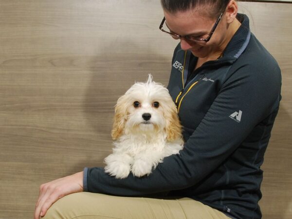 Cavachon DOG Male Blehneim 16659 Petland Iowa City, Iowa