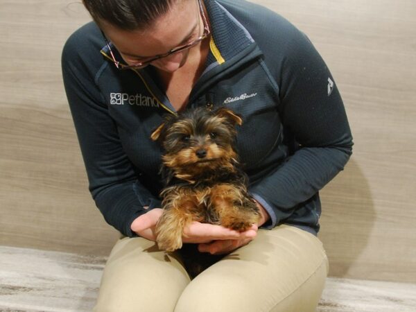 Yorkshire Terrier DOG Male Black & Gold 16734 Petland Iowa City, Iowa