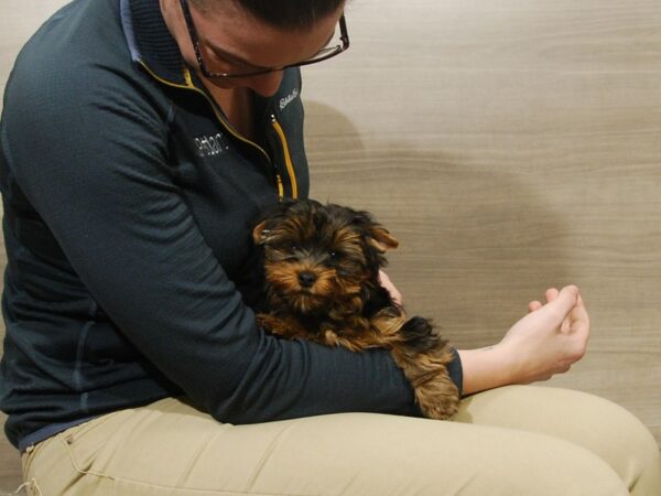 Yorkshire Terrier DOG Female Black & Gold 16736 Petland Iowa City, Iowa