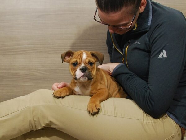 English Bulldog DOG Female Fawn 16741 Petland Iowa City, Iowa