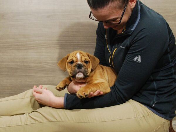 English Bulldog DOG Male Fawn 16742 Petland Iowa City, Iowa