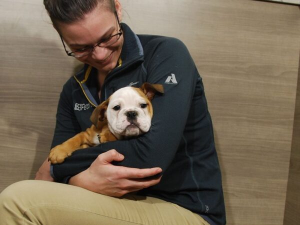 English Bulldog DOG Female Fawn 16740 Petland Iowa City, Iowa