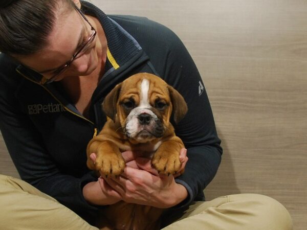 English Bulldog DOG Female Fawn 16739 Petland Iowa City, Iowa