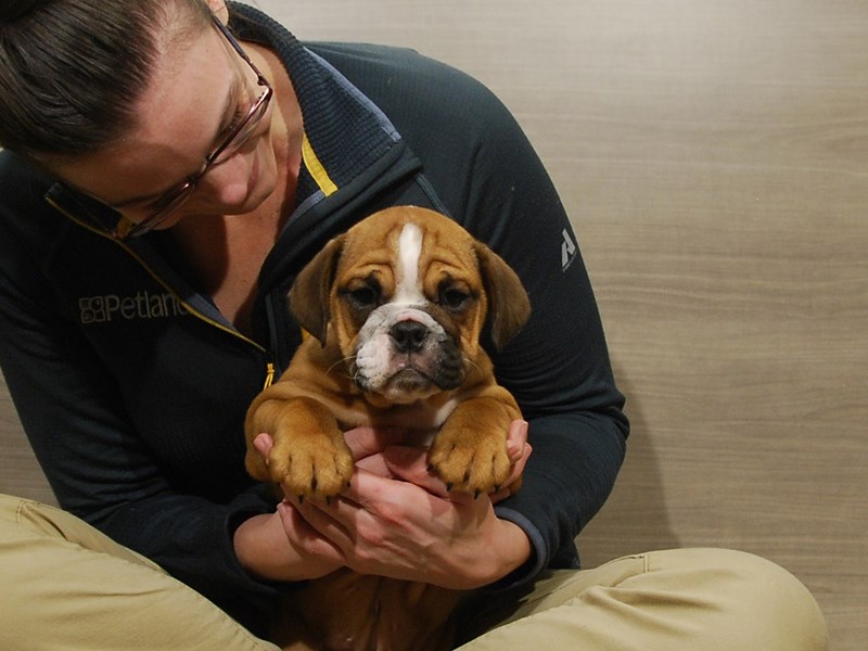 English Bulldog Dog Female Fawn 16739