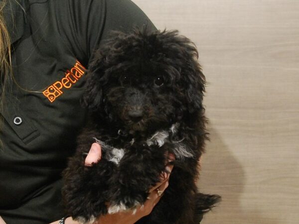 Havanese/Poodle DOG Male Black 16675 Petland Iowa City, Iowa