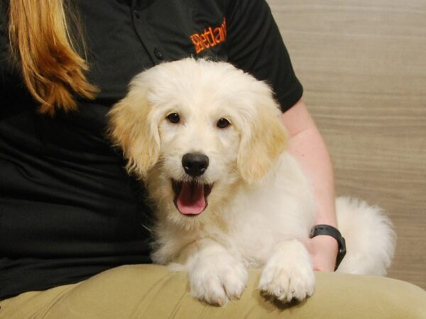 Goldendoodle Mini DOG Male Golden 16688 Petland Iowa City, Iowa