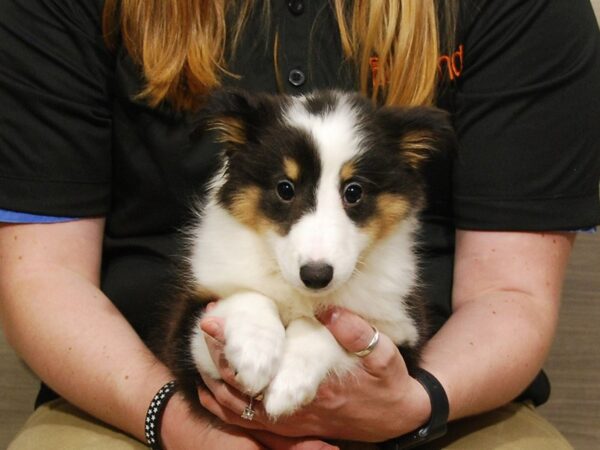 Shetland Sheepdog-DOG-Female-Tri-Colored-16738-Petland Iowa City, Iowa