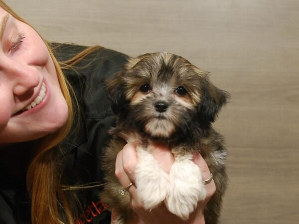 Havanese DOG Female Sable / White 16743 Petland Iowa City, Iowa