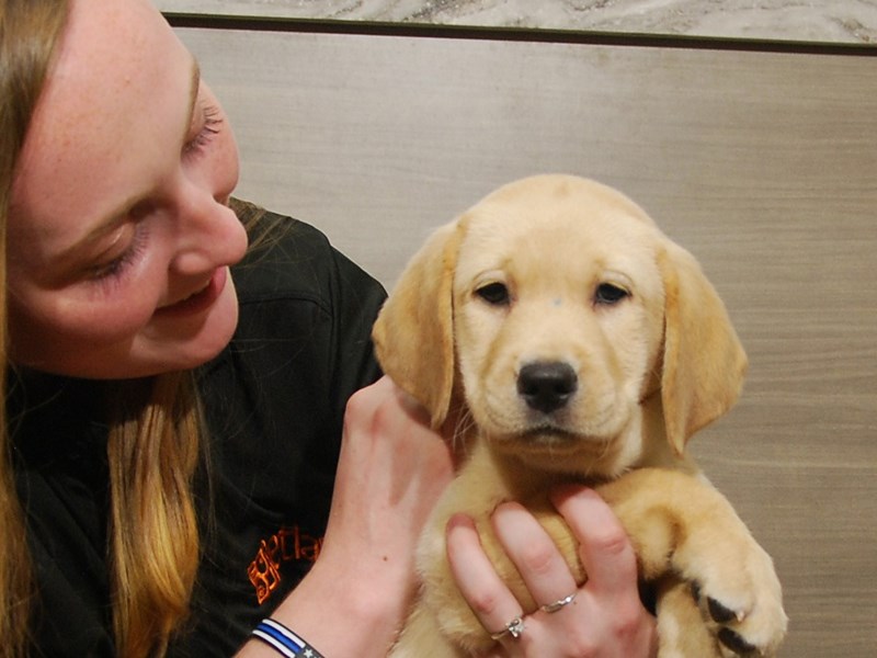 Labrador Retriever Dog Female Yellow 16744