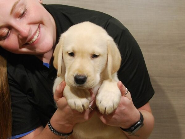 Labrador Retriever DOG Male Yellow 16745 Petland Iowa City, Iowa