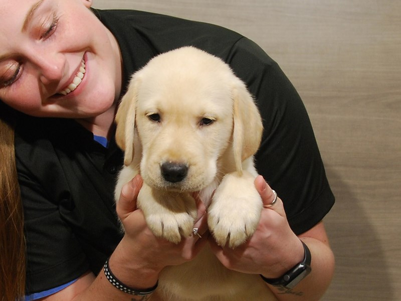 Labrador Retriever Dog Male Yellow 16745